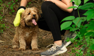 How to Remove a Tick from a Dog