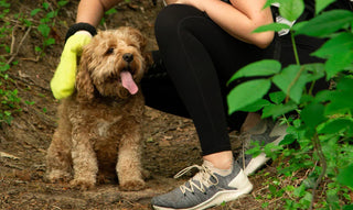 How to Remove a Tick From a Dog Safely: Step-by-Step Guide