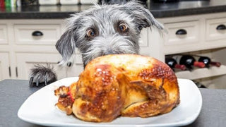 Can Your Dog Eat Turkey?