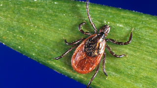 Powassan Virus Isn't Lyme—Here's What Makes it Risky