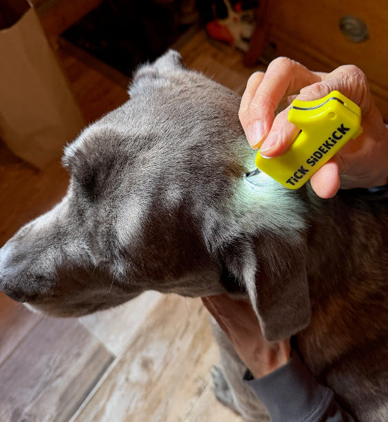Person using a yellow tick removal tool on a dog's ear.