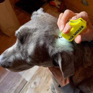 Person using a yellow tick removal tool on a dog's ear.