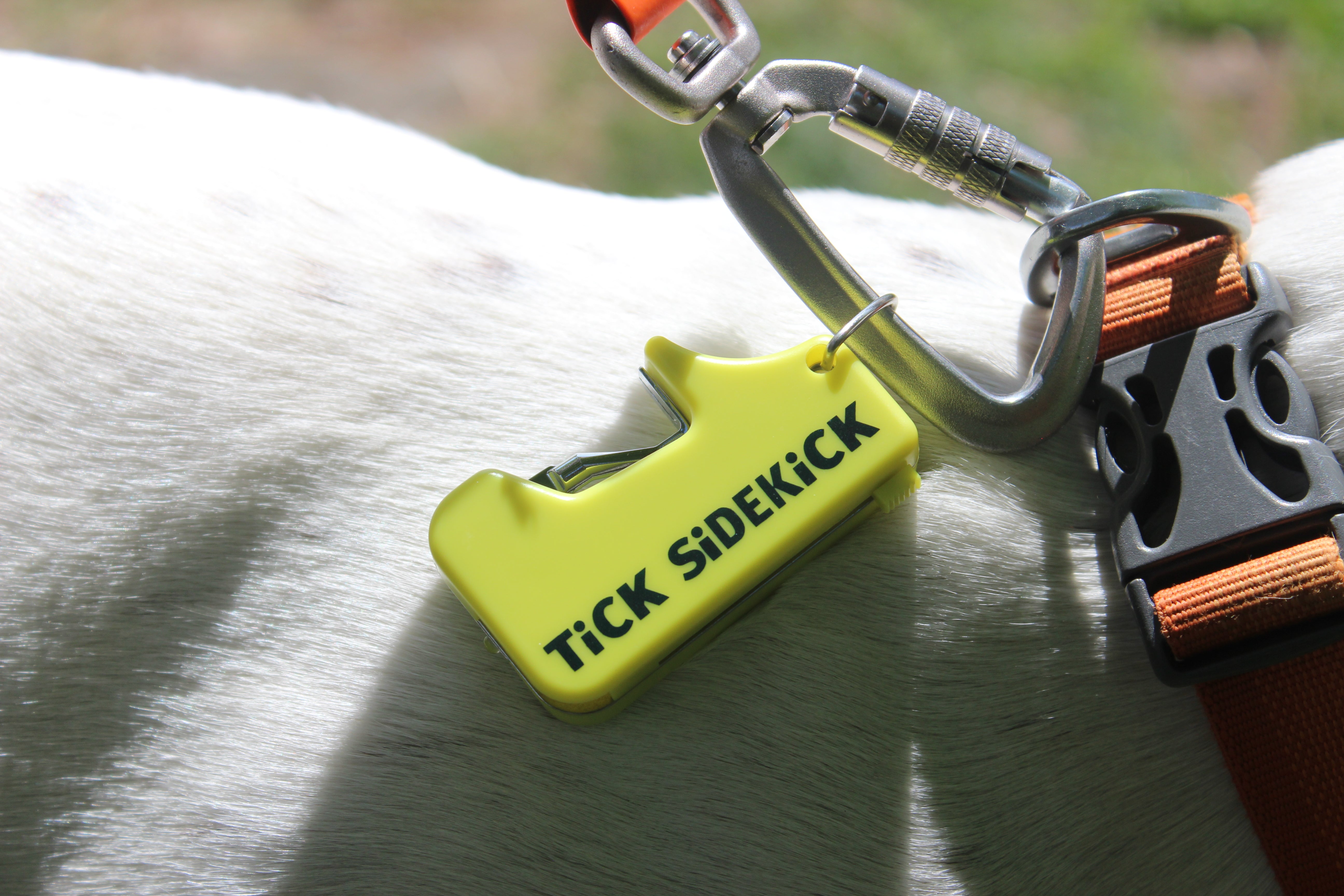 Yellow 'Tick Sidekick' tag attached to a dog's collar with a carabiner.