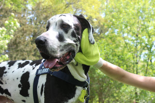 Great Dane being petted by a person wearing a TiCK MiTT with trees in the background