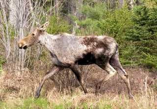 Utah Moose Are Being "Sucked to Death" by Ticks — And Warming Winters Are Why Your Family Is at Greater Risk Too