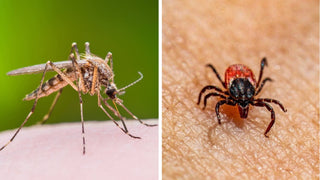 Ticks and Mosquitoes Are Surging in New York This Summer — Here's How to Stay Safe