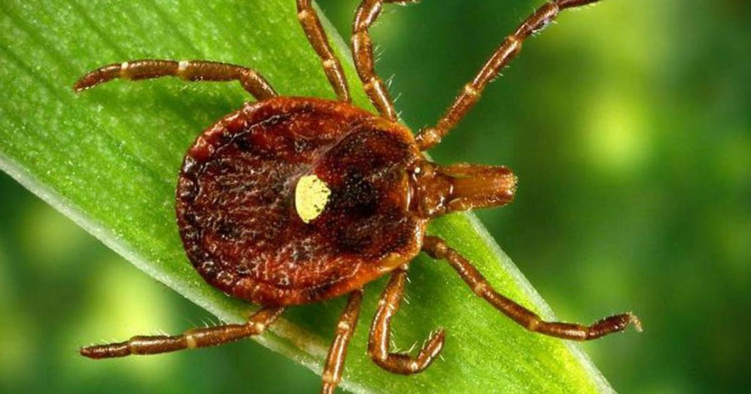 What You Might Not Know About Alpha-Gal Syndrome (The Red-Meat Allergy from Tick Bites)