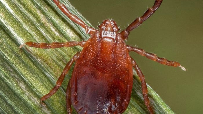 Farm Focus: Asian Longhorned Tick and Theileria—What Producers Should Know