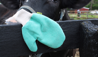 Tick Bites Can Trigger a Dangerous Meat Allergy