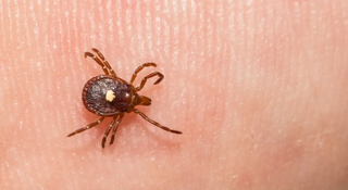 Tick Safety for Kids: What Every Parent Needs to Know This Season