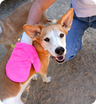 Is This Year Worse for Ticks? How Climate and Habitat Shift Risk