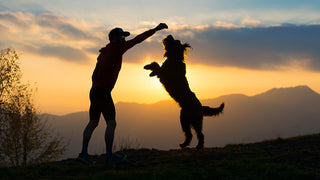 Person playing with a dog outdoors at sunset.