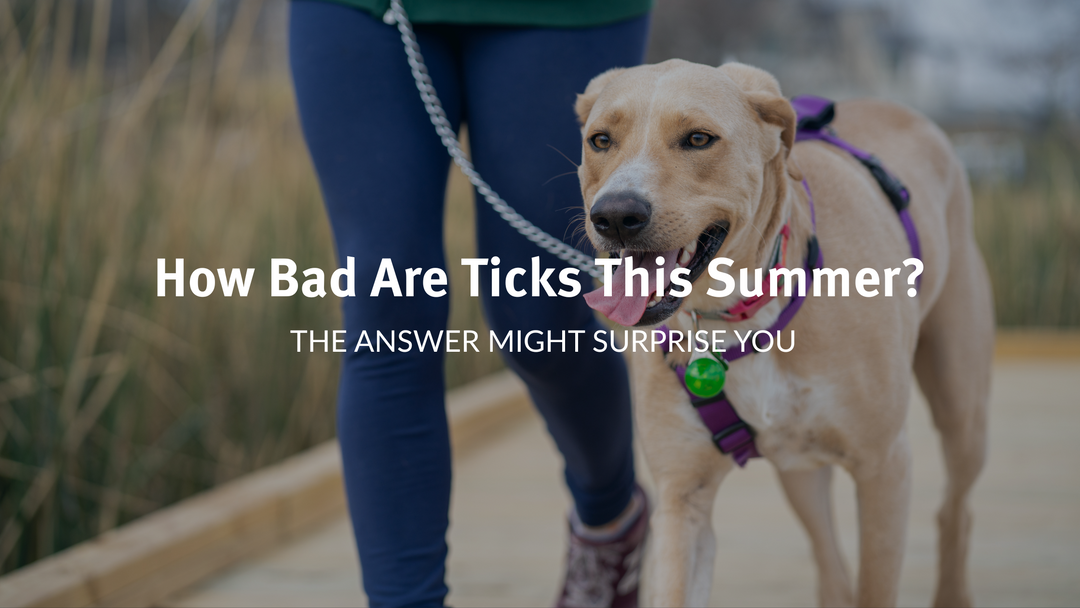 How Bad Are Ticks This Summer? Don't Ask!!