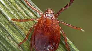 Asian Longhorned Tick: Where It’s Spreading and How to Protect Pets & Livestock