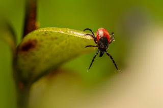 Close-up of a red and black tick crawling on a green leaf