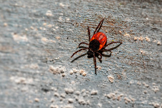 Close-up of a red and black tick crawling on a gray wooden surface.