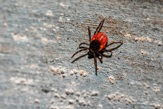 Is There Finally a Lyme Vaccine? The Pfizer/Valneva Trial Update, Explained