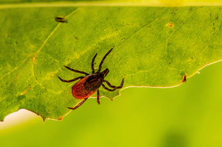 Blacklegged tick on a green leaf, a species known to transmit anaplasmosis and Lyme disease.