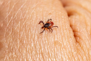 Powassan Virus – The Tick Illness That Can Infect You in 15 Minutes