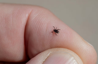 Do Ticks Die in the Winter? Why Cold Weather Doesn’t Mean You’re Safe