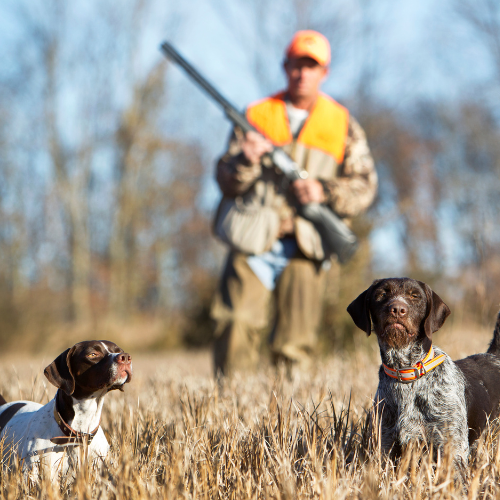 The Pros and Cons of Hunting: Environmental Impact, Conservation, and Caring for Hunting Dogs