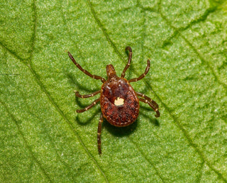 Alpha-Gal Syndrome: The Tick Bite That Can Make You Allergic to Red Meat