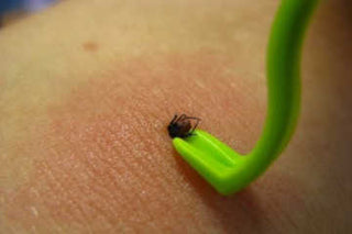 Why Twisting a Tick Is Dangerous — And What You Should Do Instead