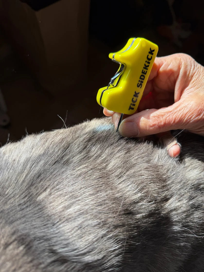 TiCK SiDEKiCK removal tool in hand, flashlight on, removing a tick from a dog